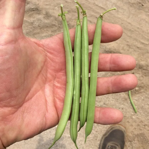 Beans, Strike Bush Treated