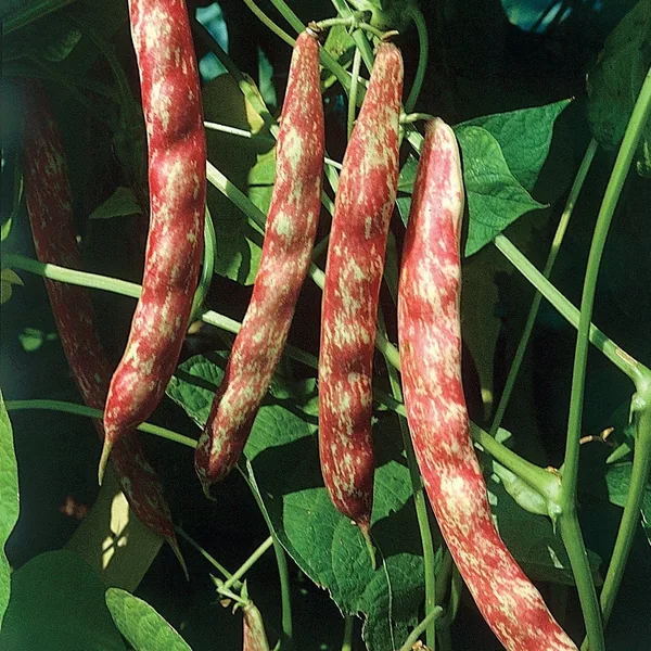 Beans, Taylor Horticulture Bush