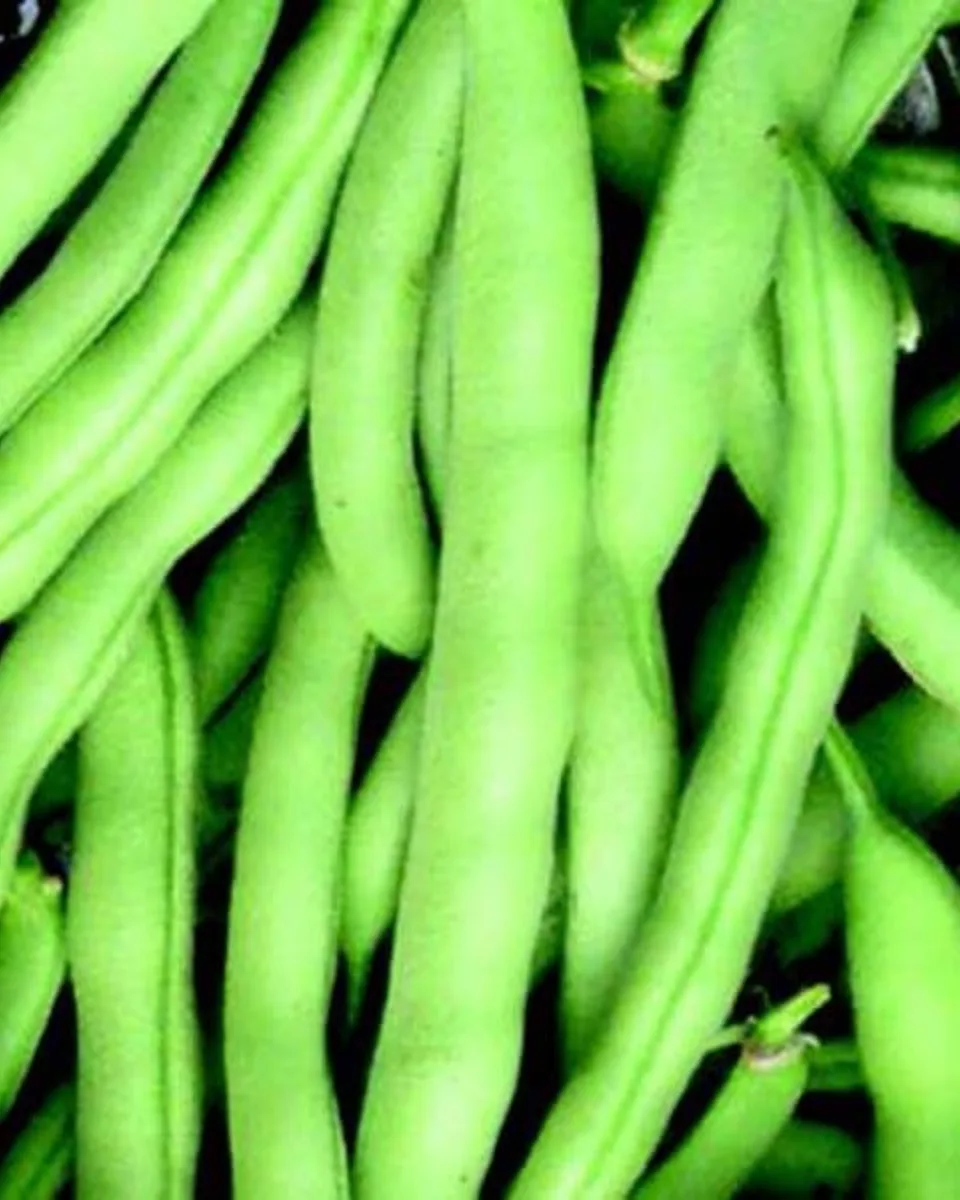 Beans, Tenderette Bush 1/2lb - Image 2