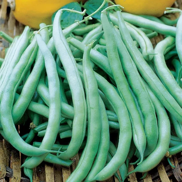 Beans, Tenderette Bush