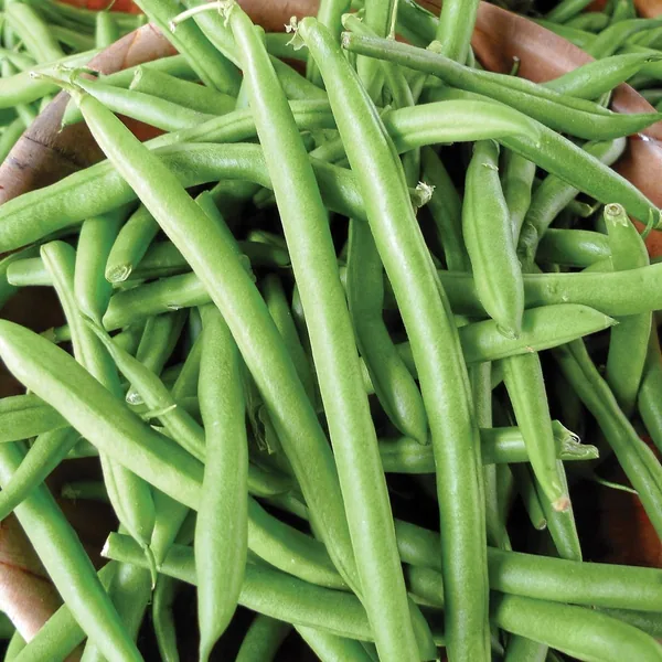 Beans, Tendergreen Bush Stringless