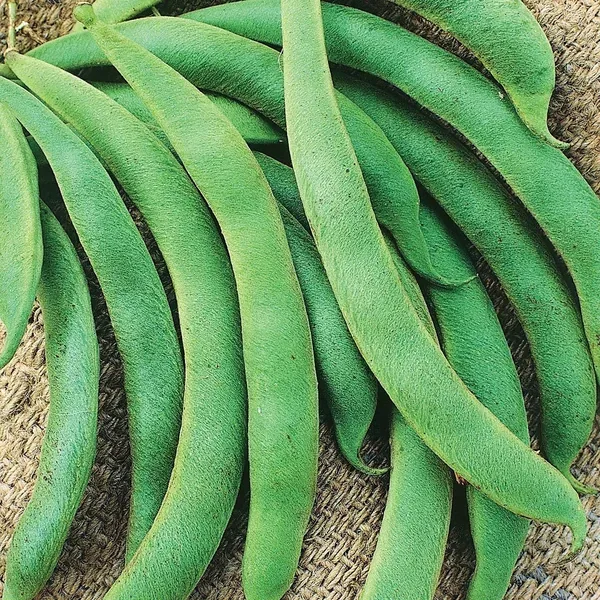 Beans, Volunteer Half Runner Treated 1/2lb - Image 2