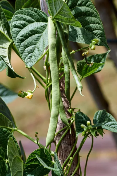 Beans, White Half Runner 1/2lb