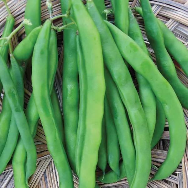 Beans, White Half Runner