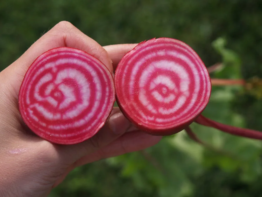 Beets, Chiogga 1/2oz - Image 2