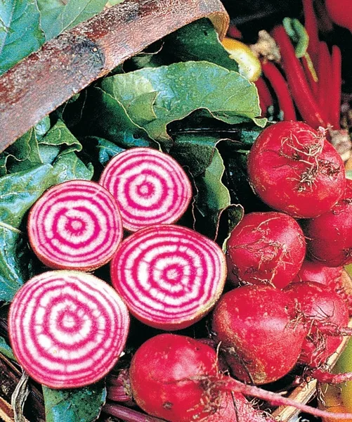 Beets, Chiogga 2 Grams
