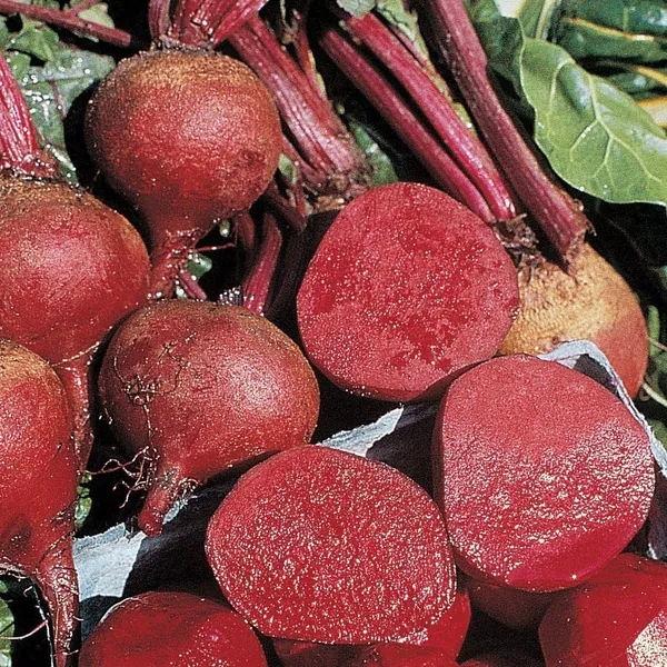 Beets, Crosby Egyptian 1