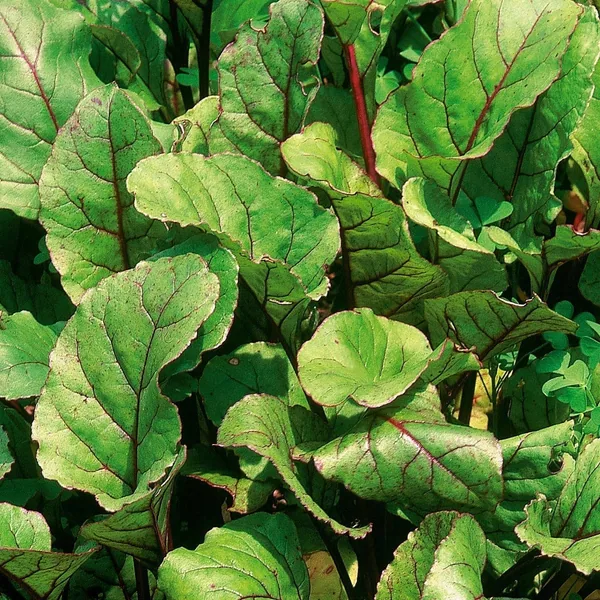 Beets, Early Wonder Green Top 1/2lb