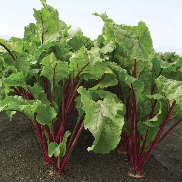 Beets, Red Ace Hybrid 1/2oz