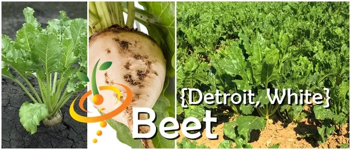 Beets, White Detroit 1/2oz - Image 2