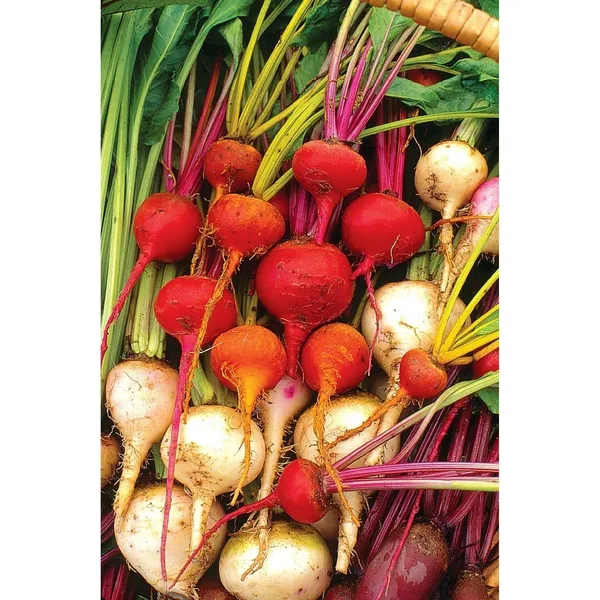 Beets, White Detroit 1/2oz
