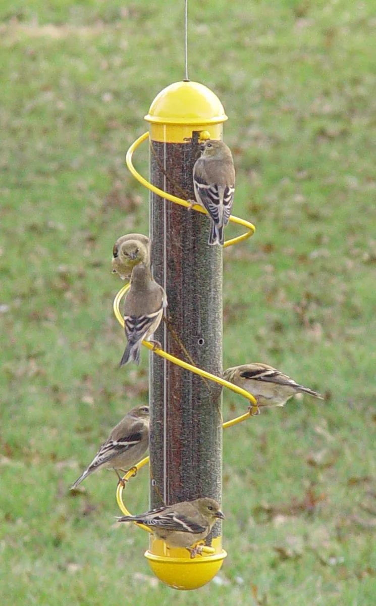 Bird Quest 17" Yellow Spiral Thistle Feeder - Image 2