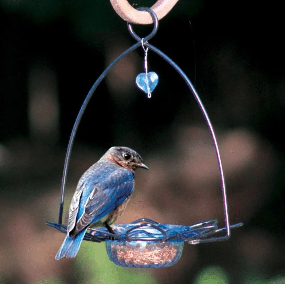 Birds Choice 3oz Bluebird Flower Feeder - Image 2
