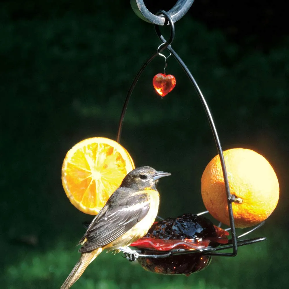 Birds Choice 3oz Oriole Flower Feeder for Jelly & Fruit - Image 2