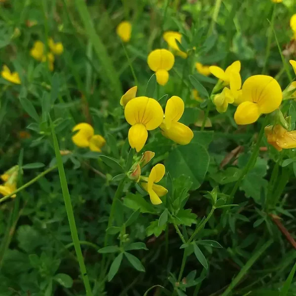 Birdsfoot Trefoil, Leo 50 lbs