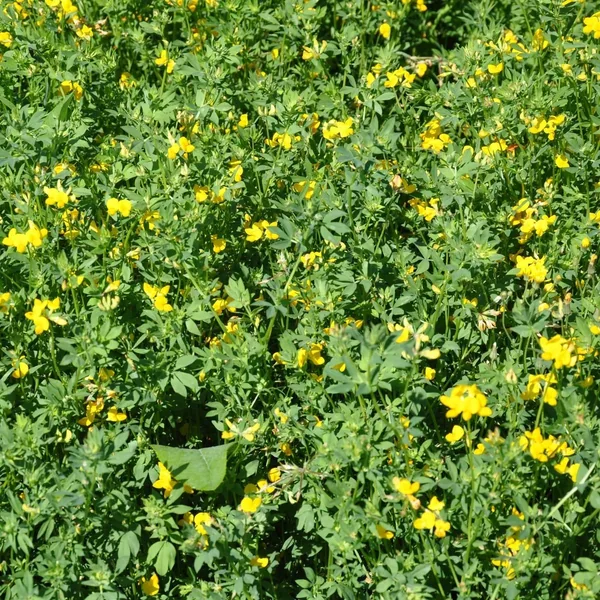 Birdsfoot Trefoil, Norcen 50 lbs