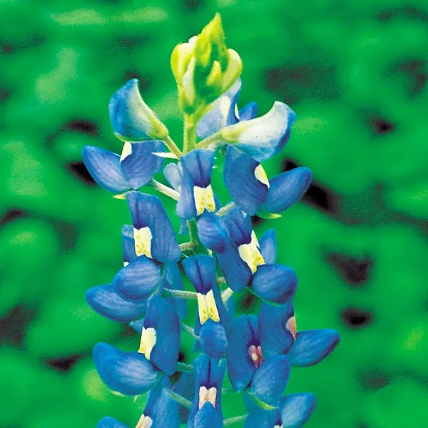 Blue Bonnet, Texas Lbs