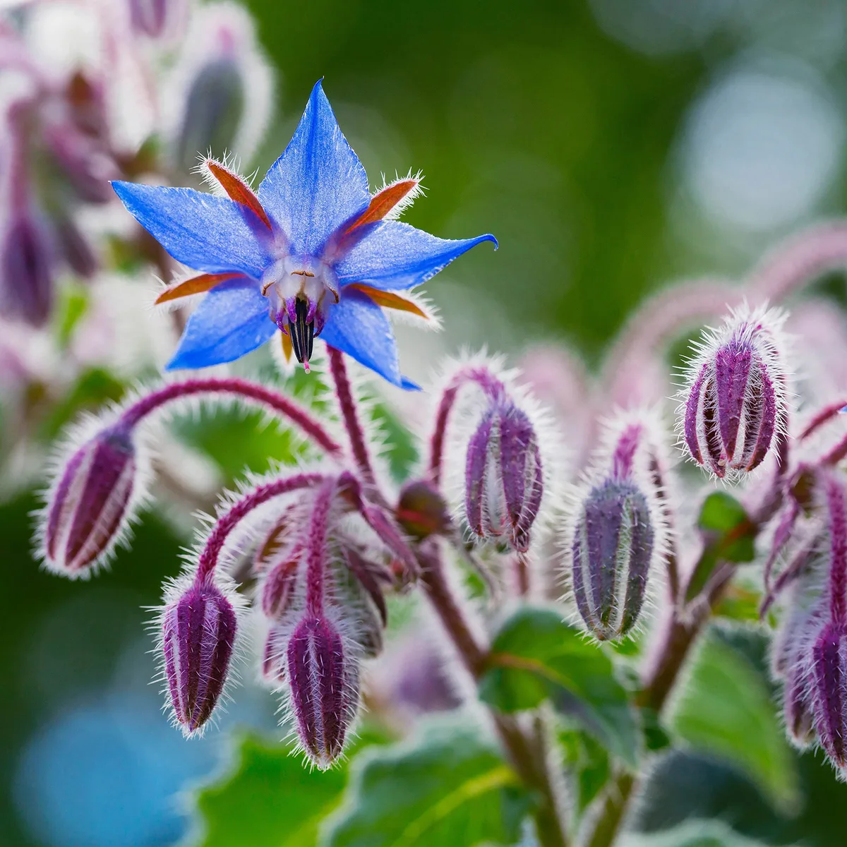 Borage 1.35 Grams - Image 2