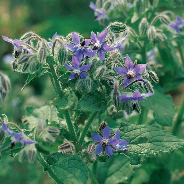 Borage 1oz