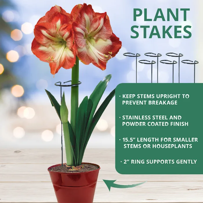 Bosmere 18" Amaryllis Support - Image 2