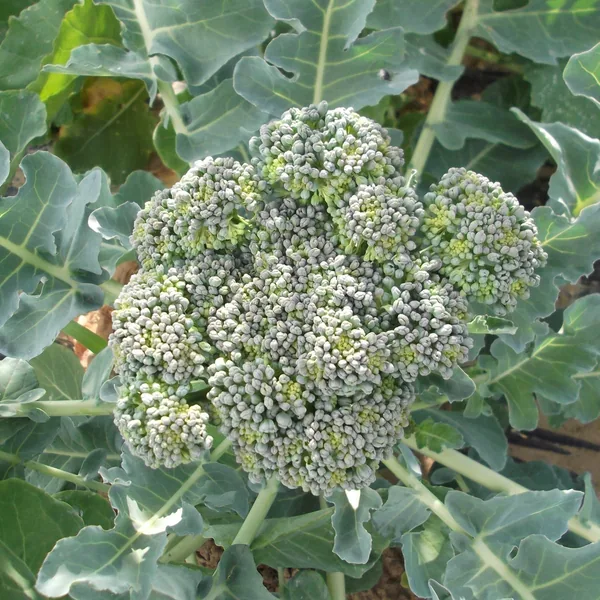 Broccoli, Calabrese 1/2oz