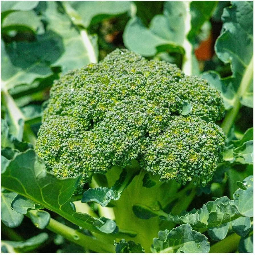 Broccoli, Calabrese 1lb - Image 2