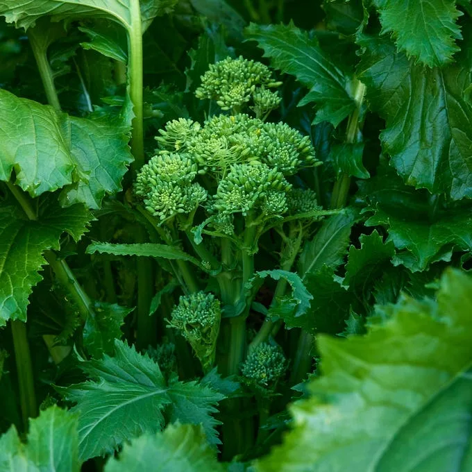 Broccoli, Raab Spring 1/2oz - Image 2