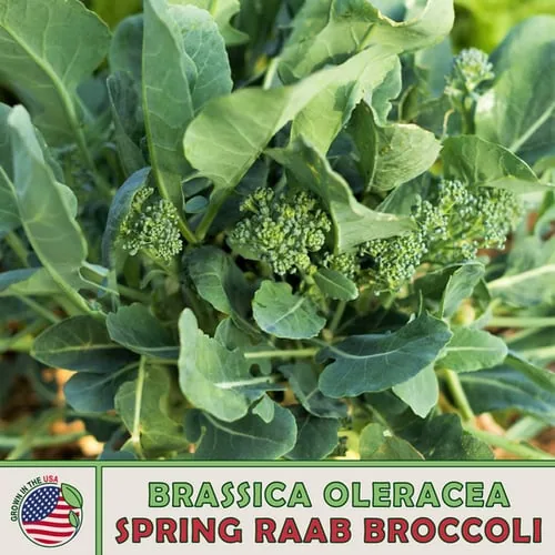Broccoli, Raab Spring 1/2oz