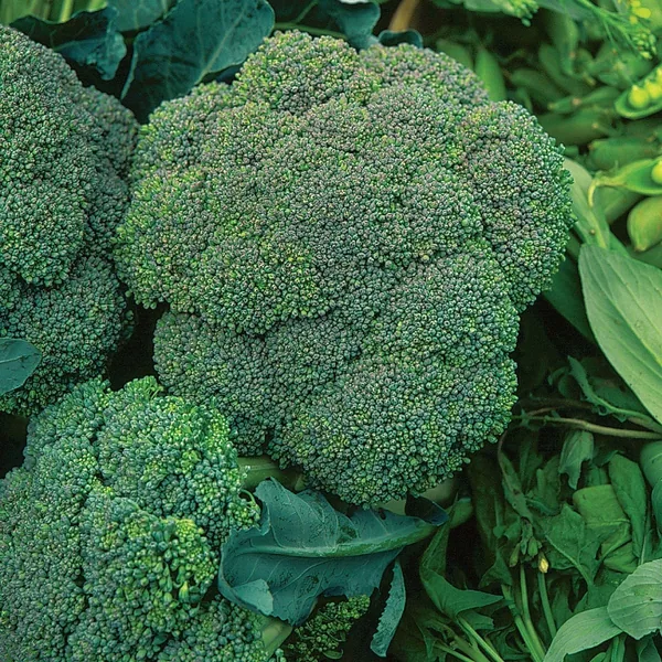 Broccoli, Waltham 1/2oz