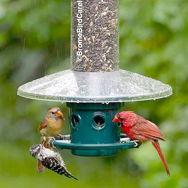 Brome Bird Care 2"x13.25" SquirrelBuster Plus Weather Guard - Image 2