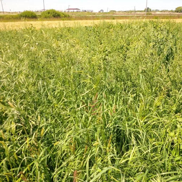 Brome Grass, Smooth 50 lbs