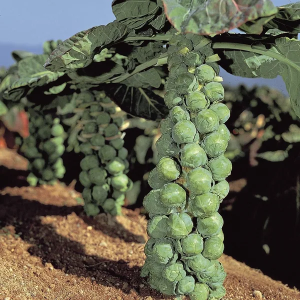 Brussel Sprouts, Jade Cross Hybrid 100 Seed Count