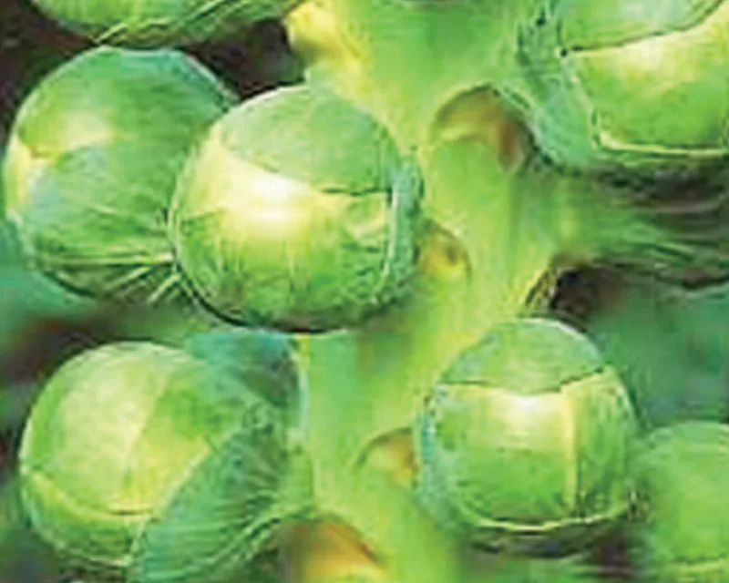Brussel Sprouts, Jade Cross Hybrid 280mg - Image 2
