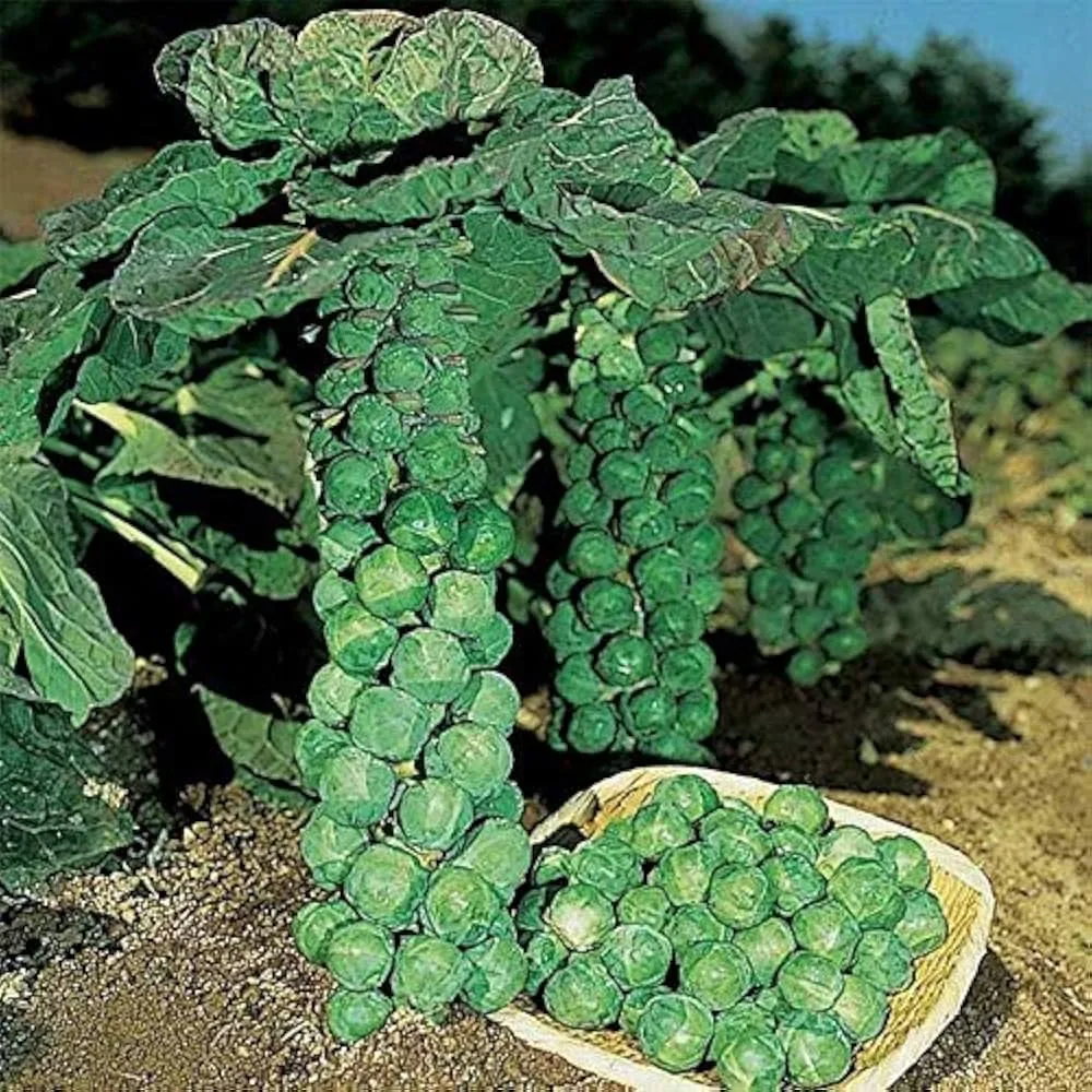 Brussel Sprouts, Jade Cross Hybrid 500 Seed Count - Image 2