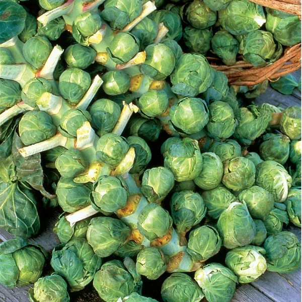 Brussel Sprouts, Long Island 1/2oz