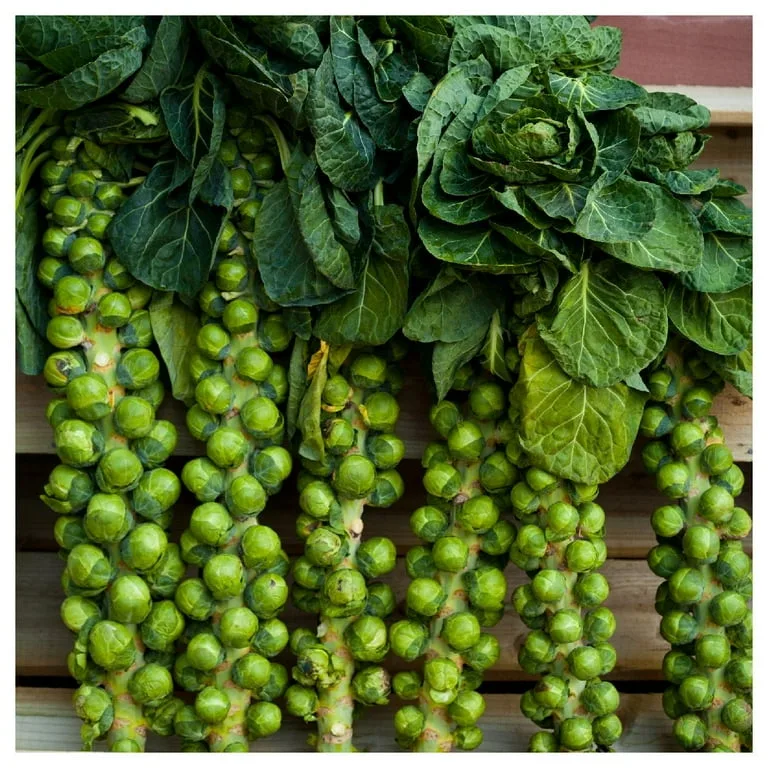 Brussel Sprouts, Long Island 1lb - Image 2