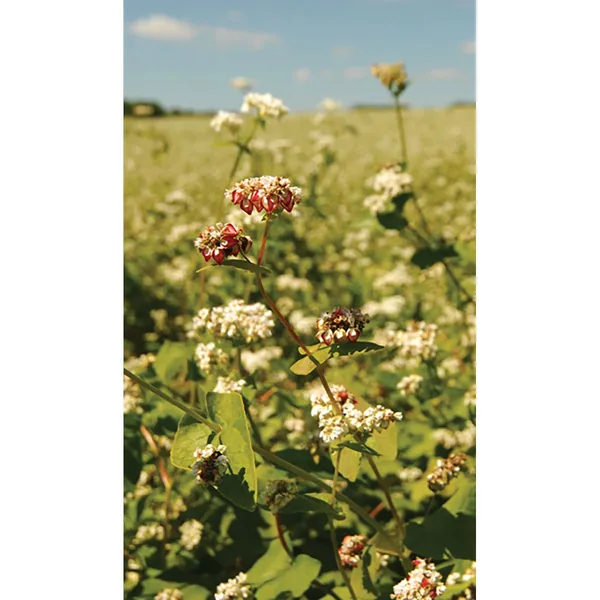 Buckwheat 50 lbs Bags