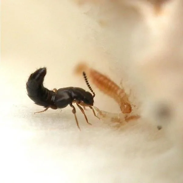 Beneficial Insect Combo Packs (Small)