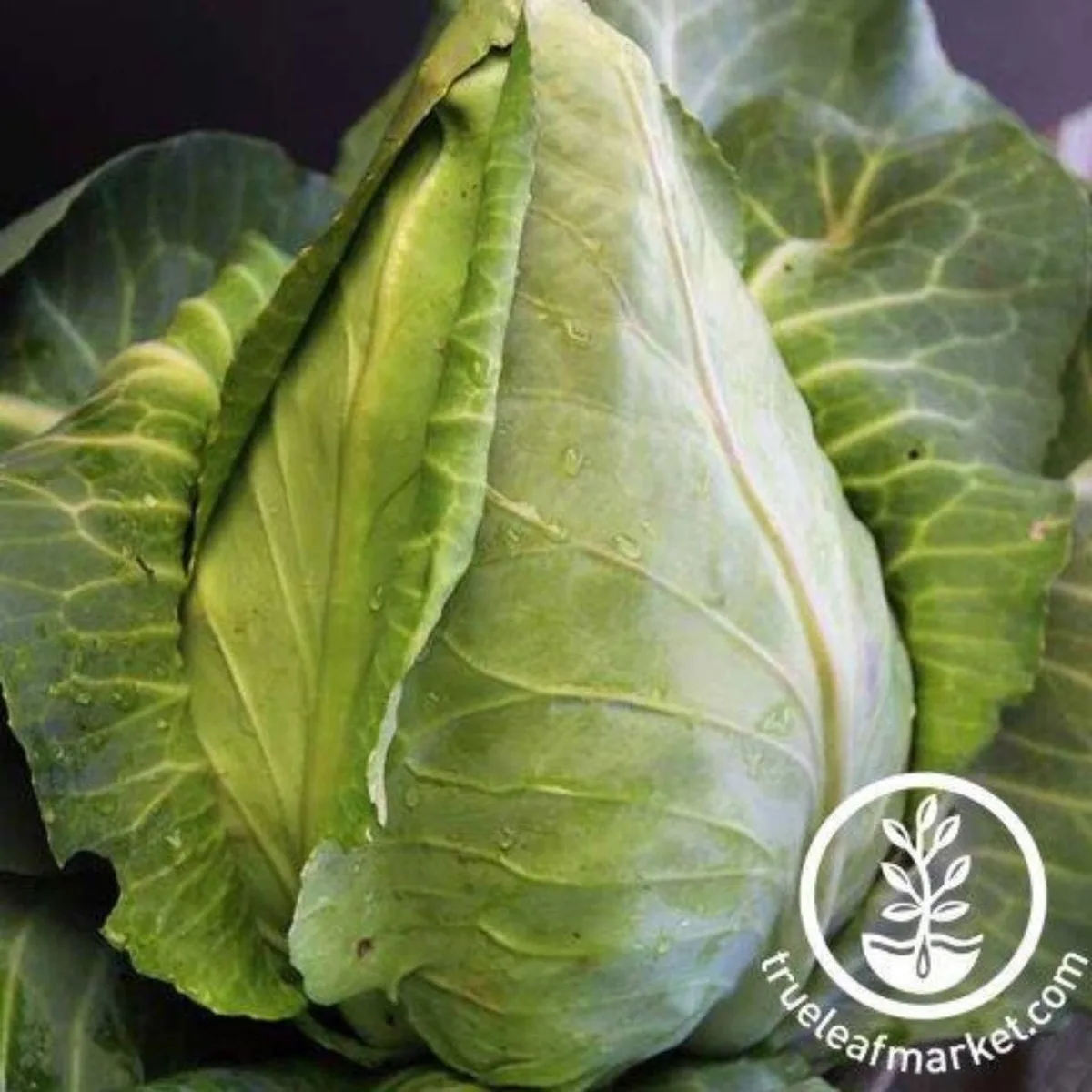 Cabbage, Charleston Wakefield 1/2oz - Image 2