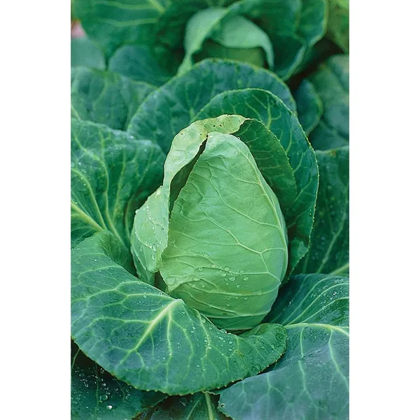 Cabbage, Charleston Wakefield 1lb
