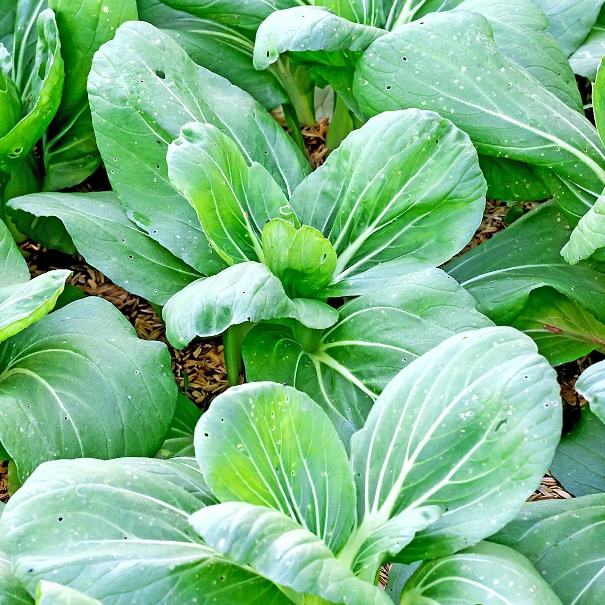 Cabbage, Chinese Pak Choi 1lb - Image 2