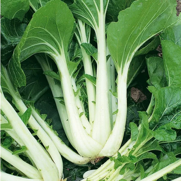 Cabbage, Chinese Pak Choi 1lb