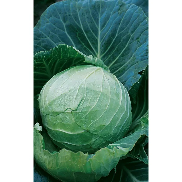 Cabbage, Danish Ballhead 1/2oz