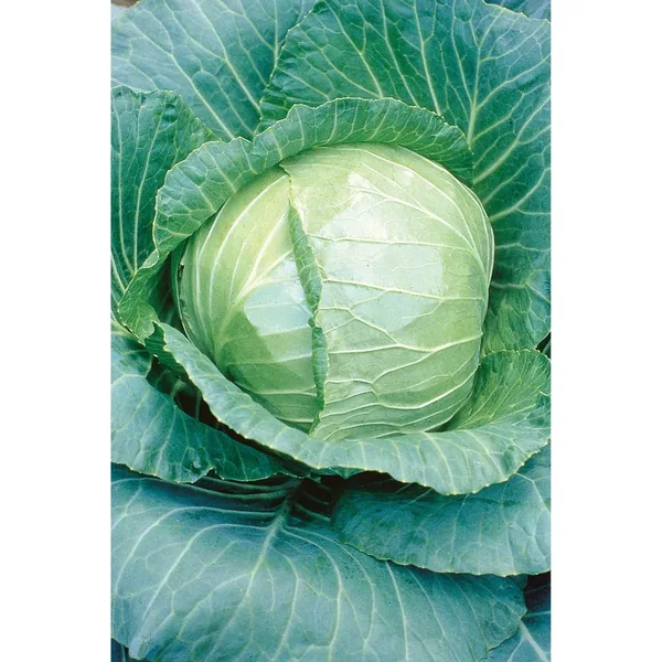 Cabbage, Early Flat Dutch 1/2oz