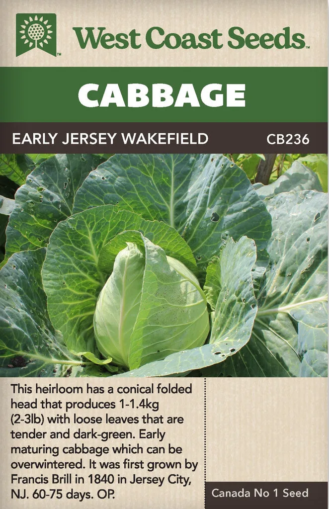 Cabbage, Early Jersey Wakefield 1000 Seed Count - Image 2