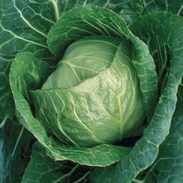 Cabbage, Early Jersey Wakefield 1000 Seed Count