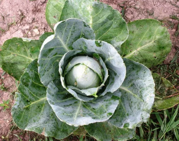 Cabbage, Early Jersey Wakefield 1lb