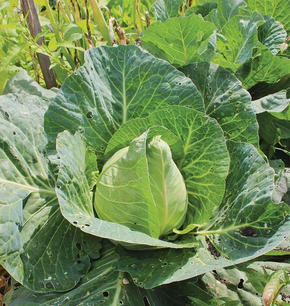 Cabbage Early Jersey Wakefield lbs