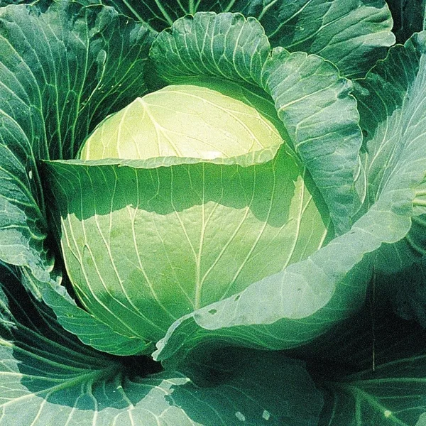 Cabbage, Early Round Dutch 1/2oz