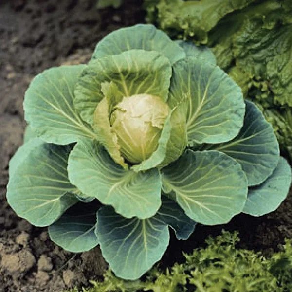 Cabbage, Golden Acre 1/2oz